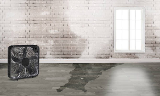 Best Local water damage restoration  in Ensley, FL